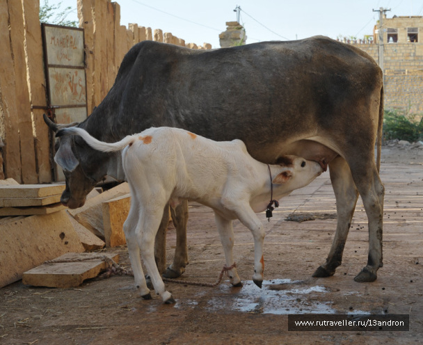 photo 267213