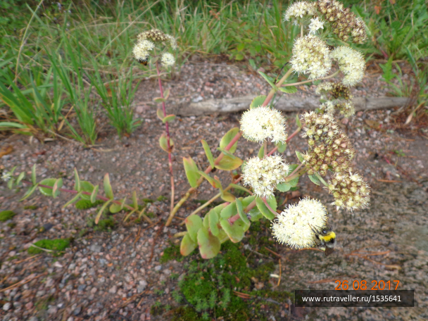 photo 1568491