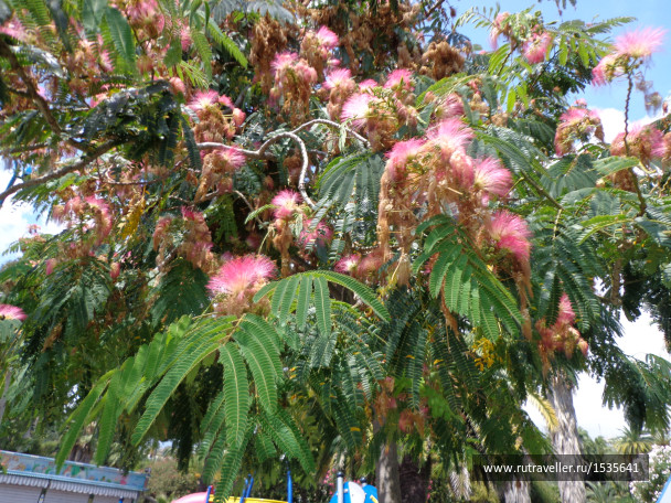 photo 1589032