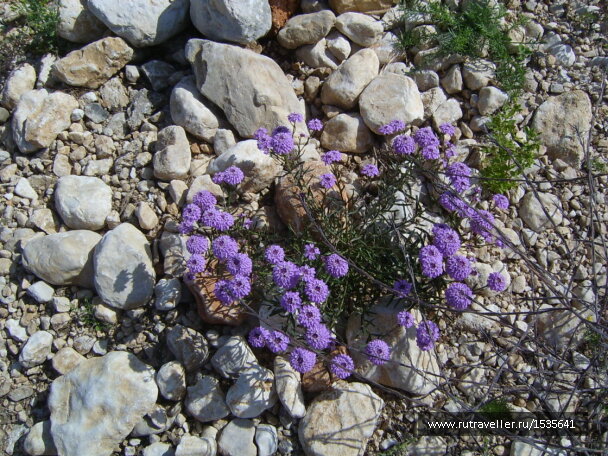 photo 1589916