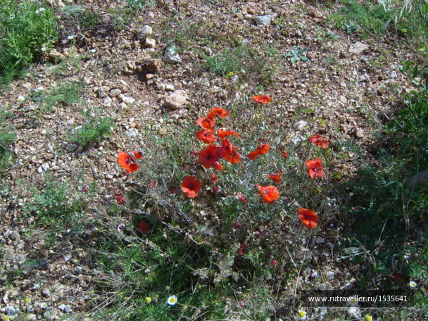 photo 1589917
