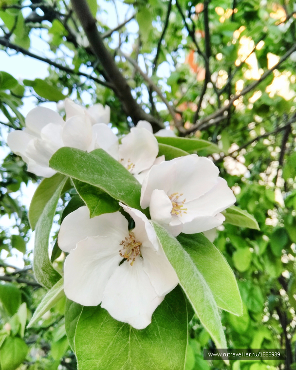 photo 1569271