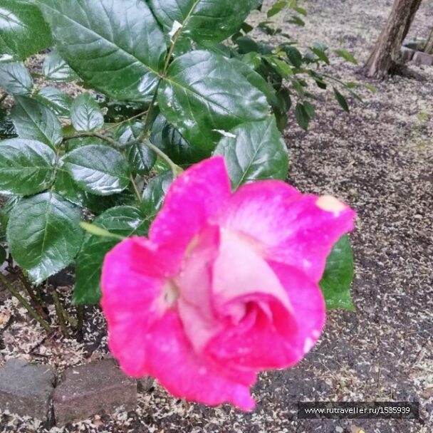 photo 1569316