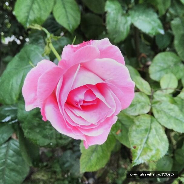 photo 1569317