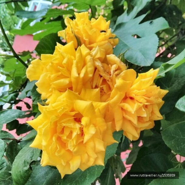 photo 1569318