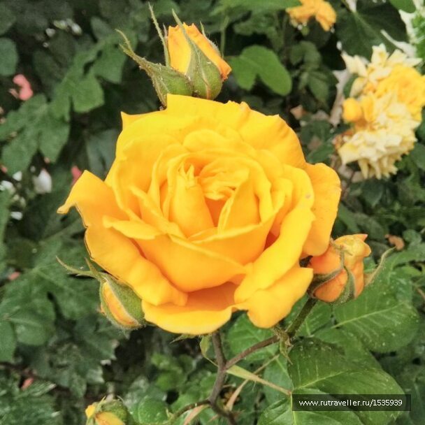 photo 1569320