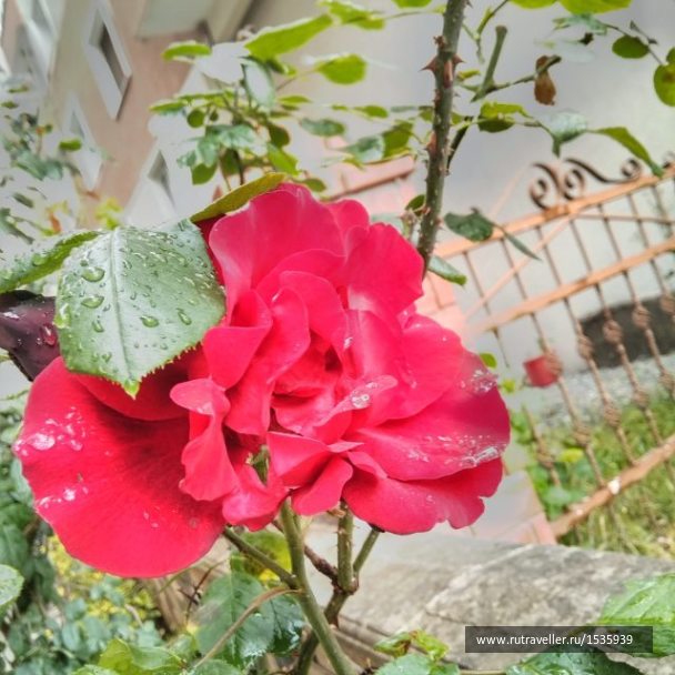 photo 1569321