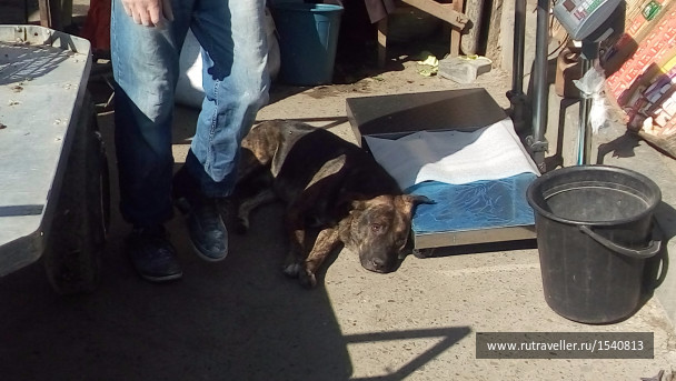 photo 1575716