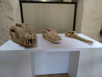 photo 1623321