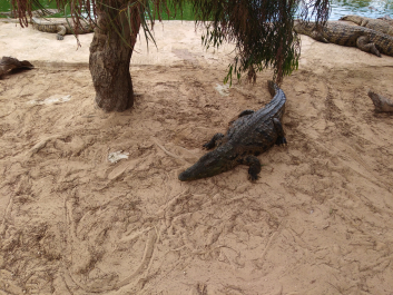 photo 1623330