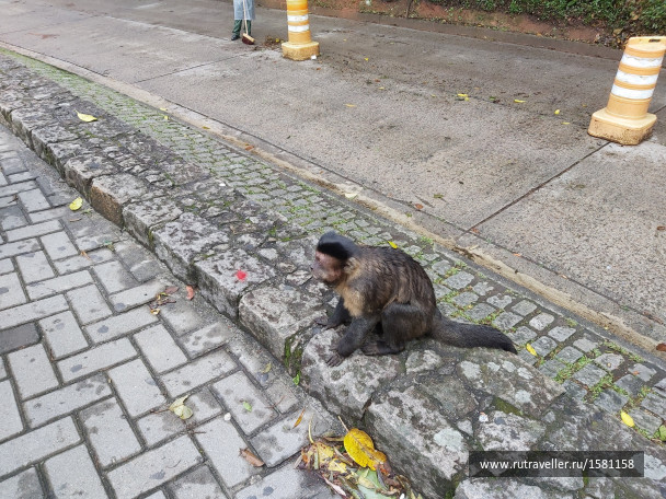 photo 1795449