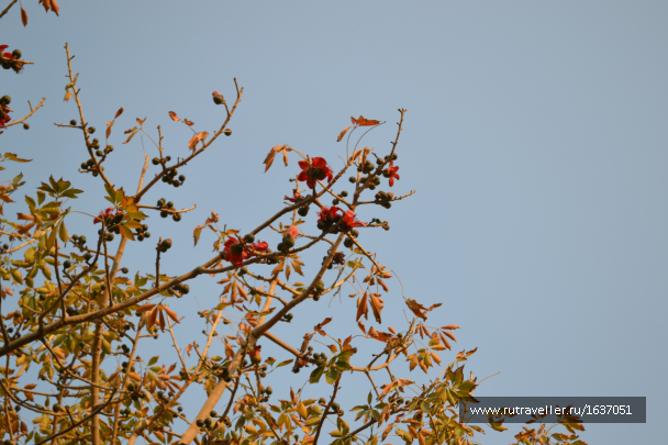 photo 1636887