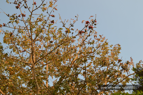 photo 1636888