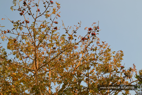 photo 1636889