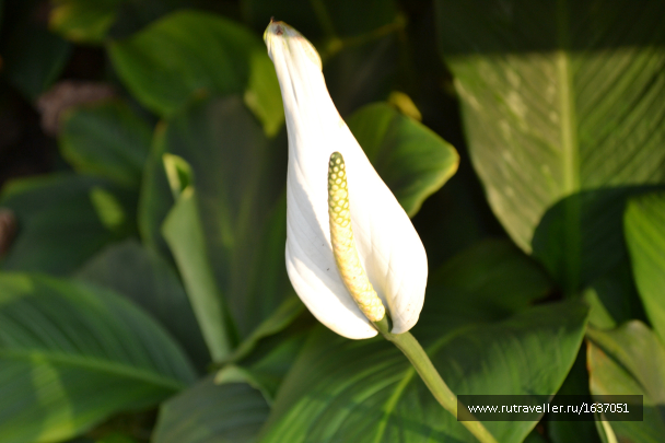 photo 1637396