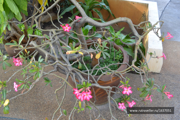 photo 1637411