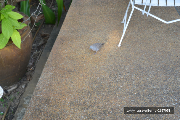 photo 1637419