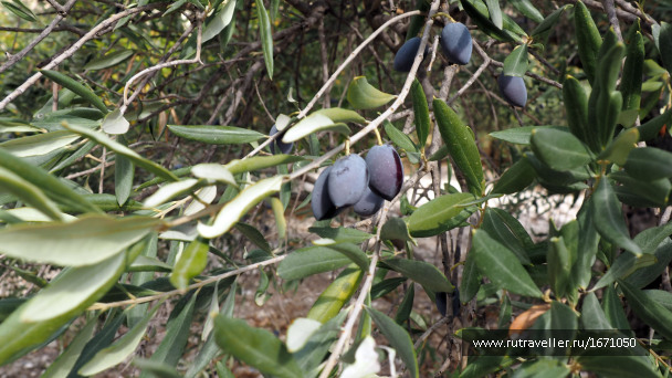 photo 1659445