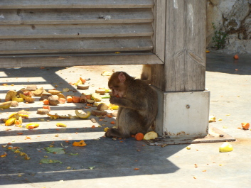 photo 1743578