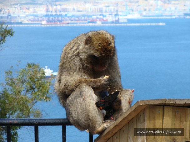 photo 1743580
