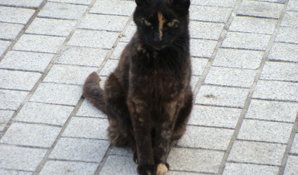 DSC04100