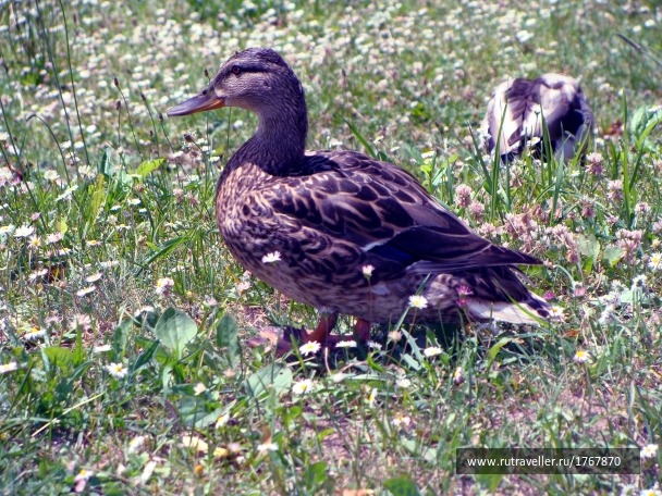 photo 1740424