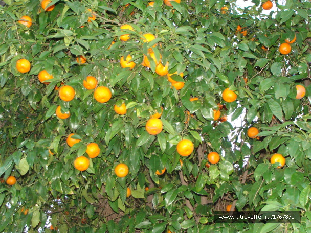 photo 1717576