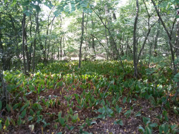 photo 1770449