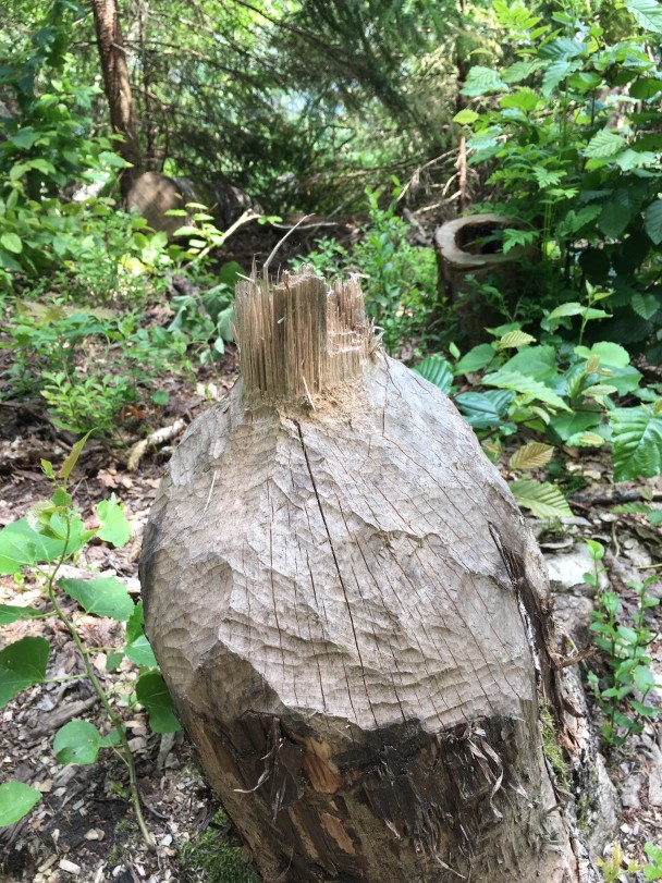 photo 1890419