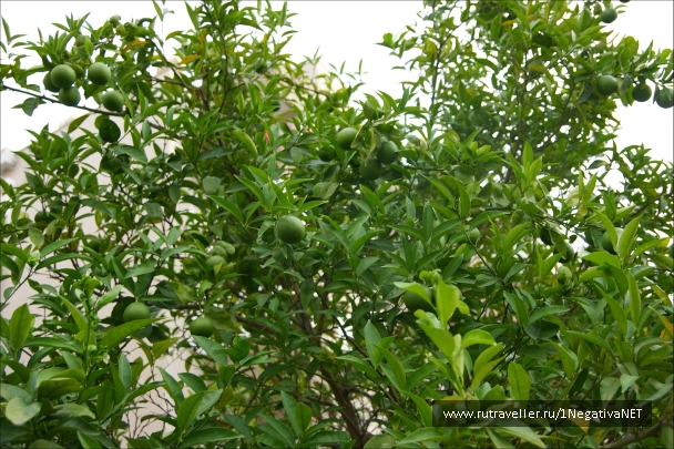 photo 875694