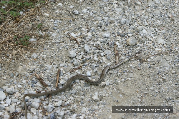 photo 875719