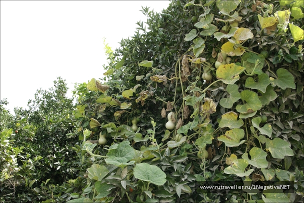 photo 875731