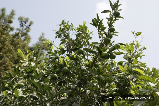 photo 875732