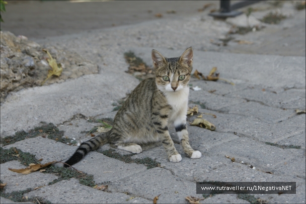 photo 875751