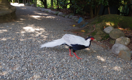 photo 2112879