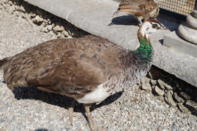 photo 2112881