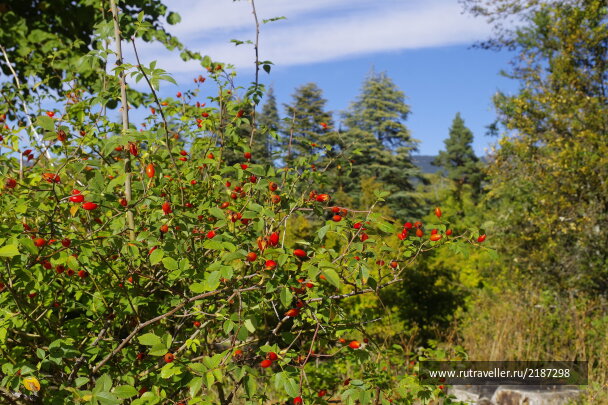 photo 2156785
