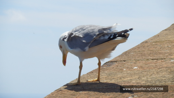 photo 2131582