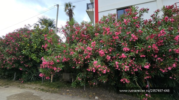 photo 2151425
