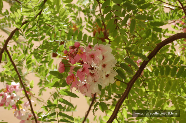 photo 89752