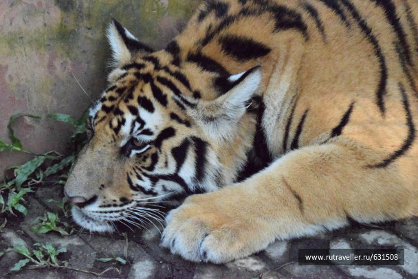 photo 726675