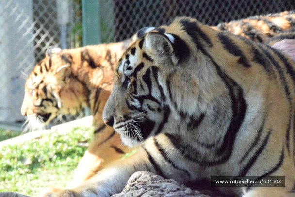 photo 726677