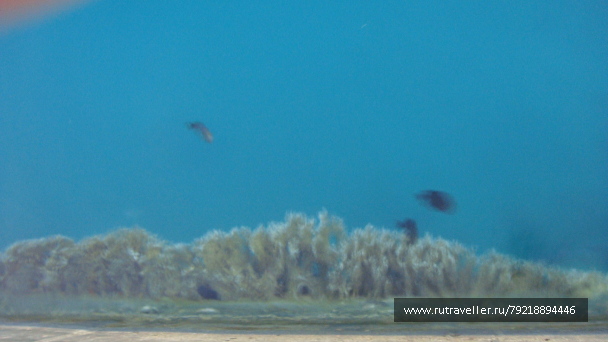 photo 255976
