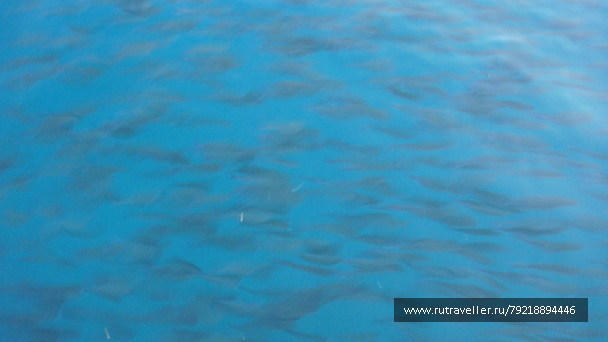 photo 255978