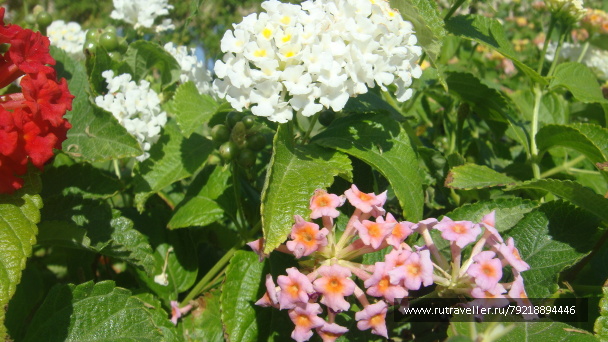 photo 255986