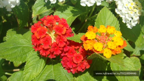 photo 255987