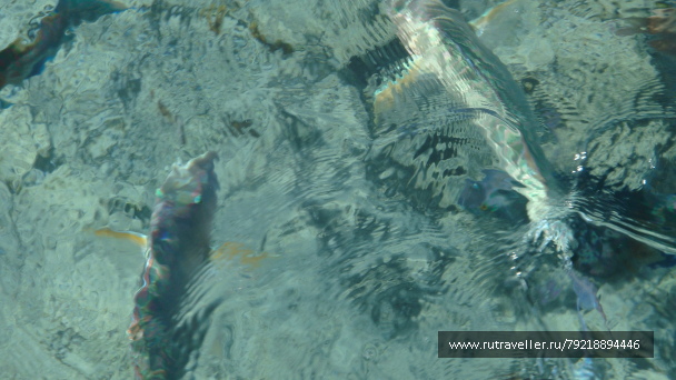 photo 255990