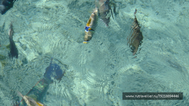photo 255991