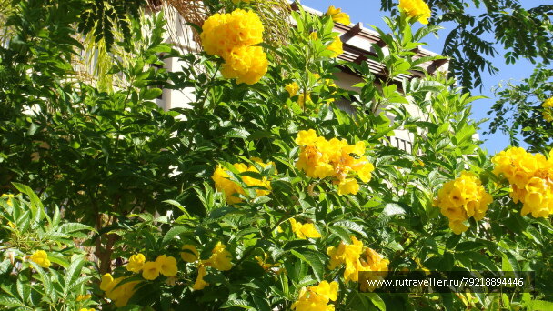 photo 255996