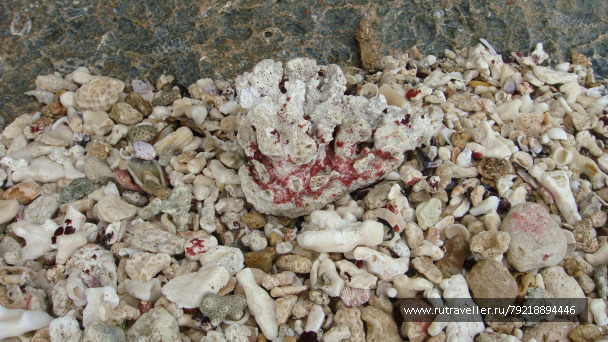 photo 256022
